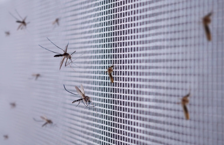 owady przy moskitierze
